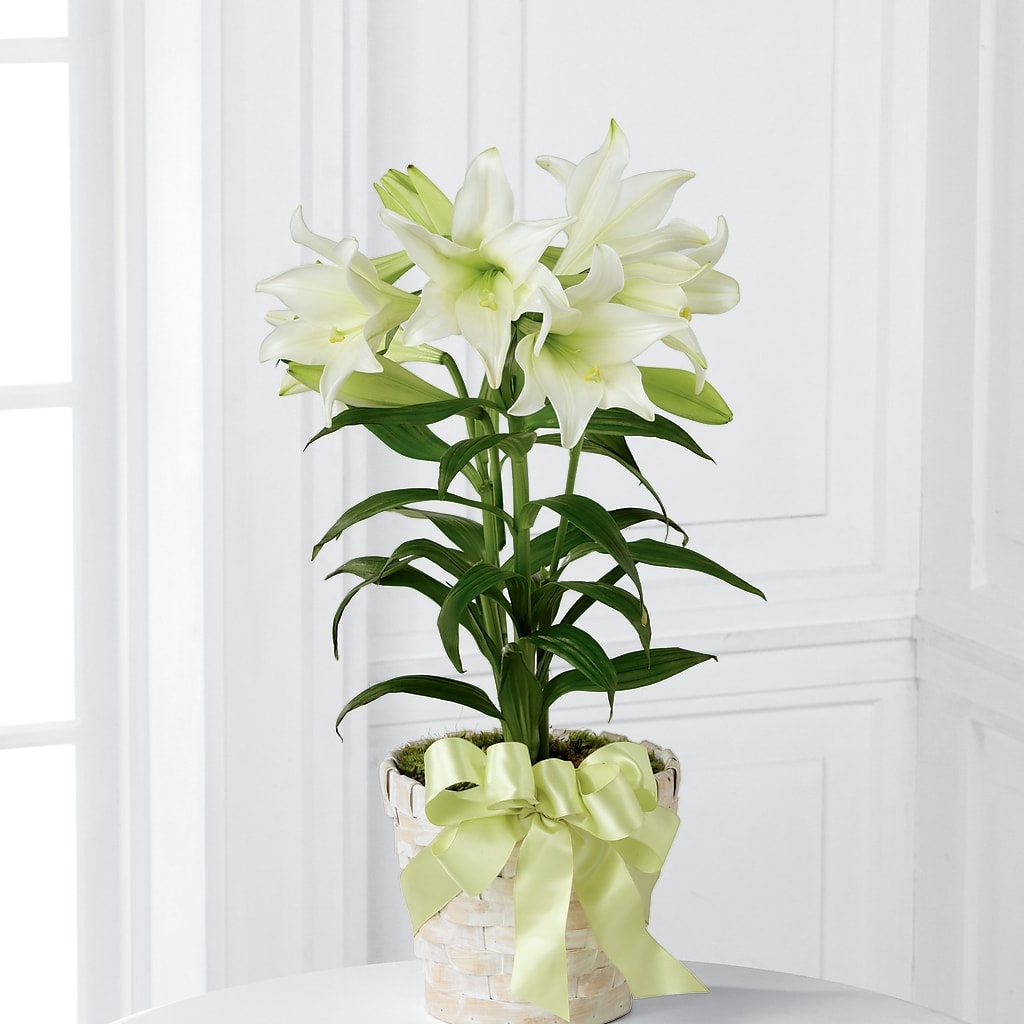 Easter Lily Plant – Althoff Floral, Cannon Falls MN