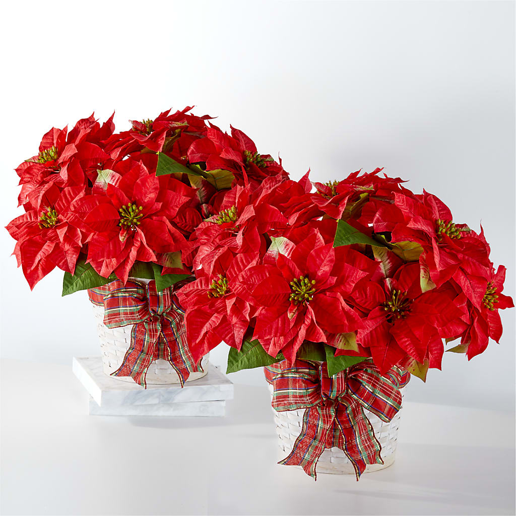 Happiest Holidays Poinsettia Bundle – Althoff Floral, Cannon Falls MN