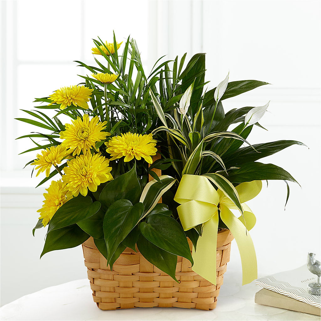Loving Light Dishgarden – Althoff Floral, Cannon Falls MN