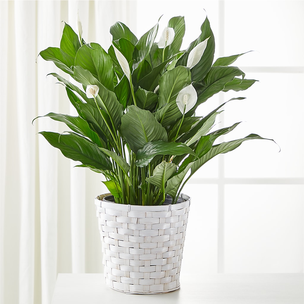 A New Leaf Peace Lily – Althoff Floral, Cannon Falls MN