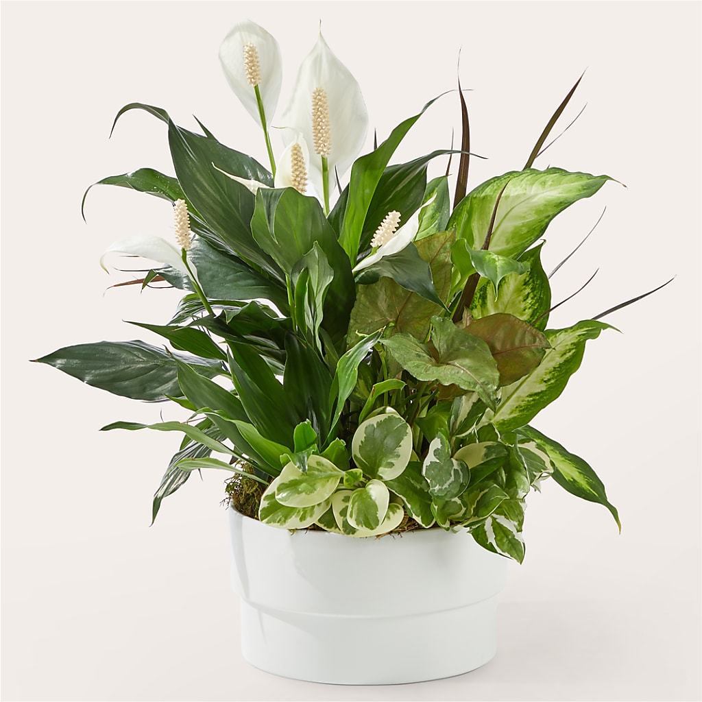 Radiating Positivity Dishgarden – Althoff Floral, Cannon Falls MN