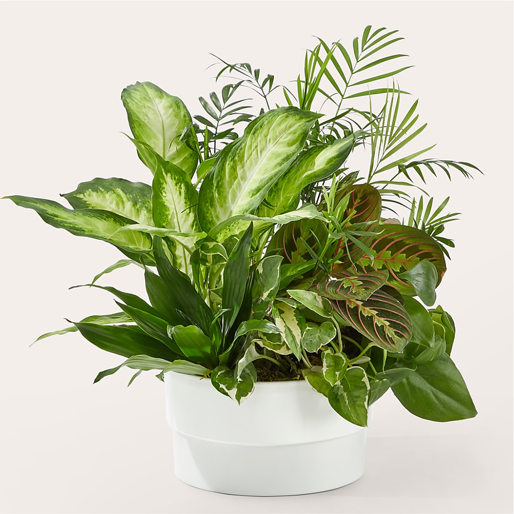 Radiating Positivity Dishgarden – Althoff Floral, Cannon Falls MN