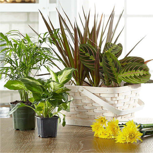 Florist Designed Blooming and Green Plants in a Basket –  Althoff Floral, Cannon Falls MN