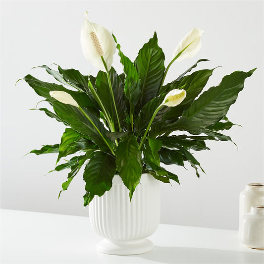 Comfort Planter –  Althoff Floral, Cannon Falls MN