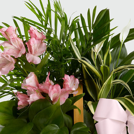 Living Spirit Dishgarden –  Althoff Floral, Cannon Falls MN