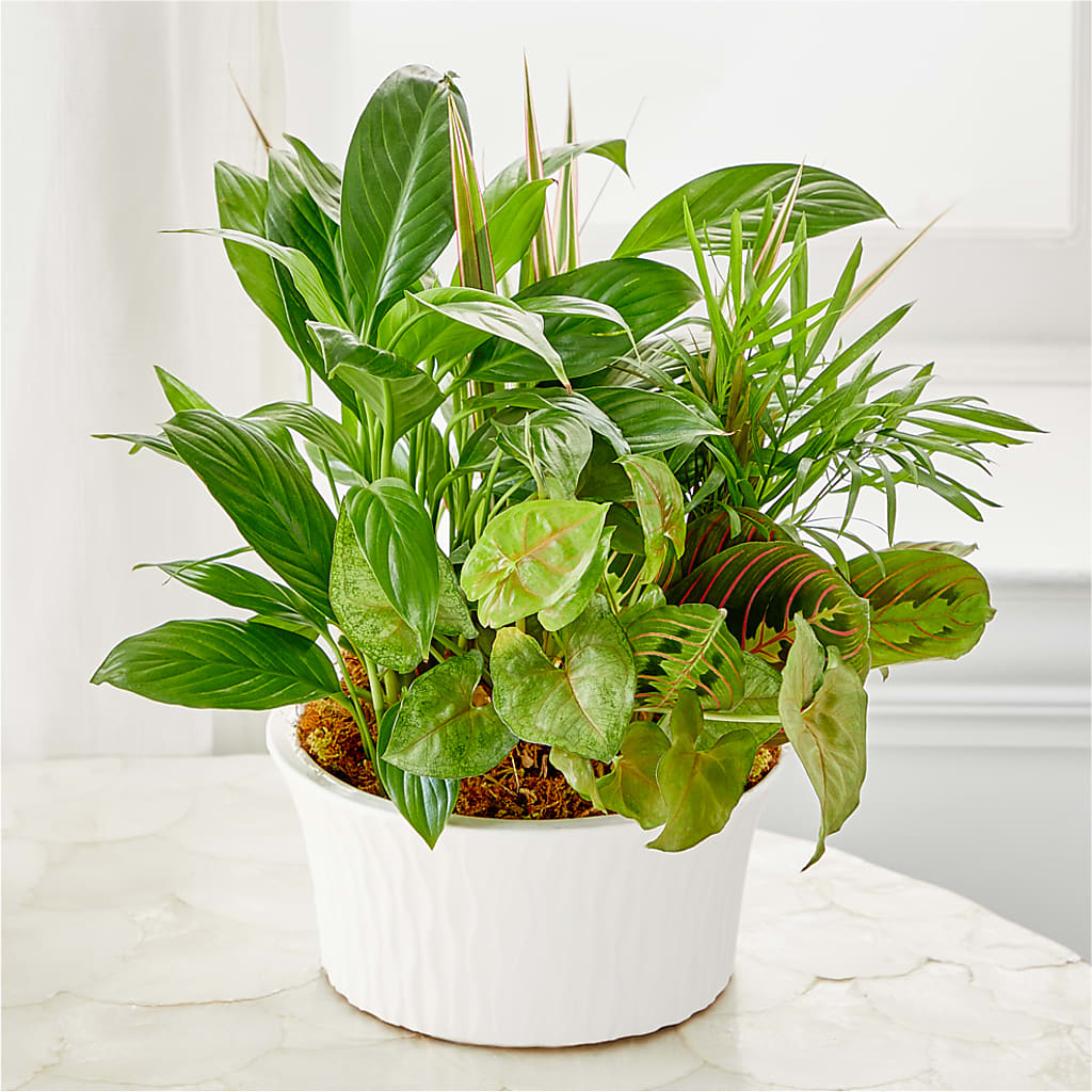 Balance & Harmony Dishgarden –  Althoff Floral, Cannon Falls MN