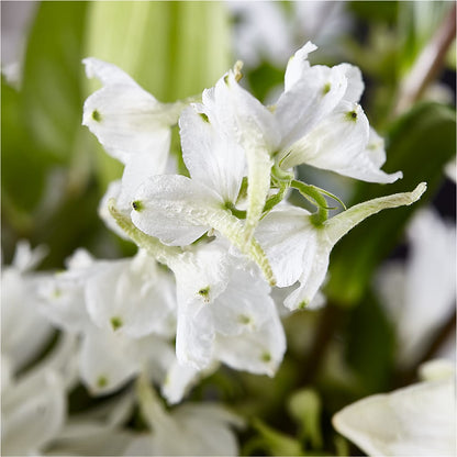 Classic Ivory – A Florist Original –  Althoff Floral, Cannon Falls MN